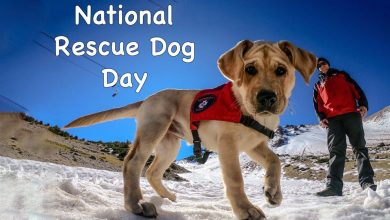 National Rescue Dog Day 2024