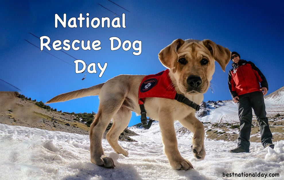 National Rescue Dog Day 2024