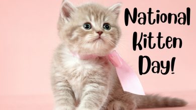 National Kitten Day 2025