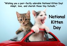 National Kitten Day Wishes Quotes 2025