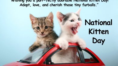 National Kitten Day Wishes Quotes 2025