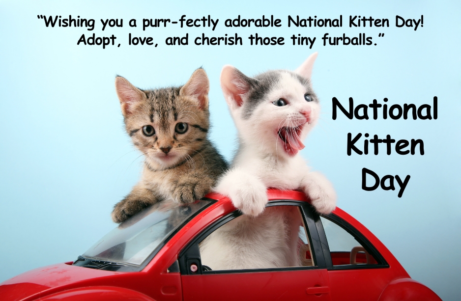 National Kitten Day Wishes Quotes 2025