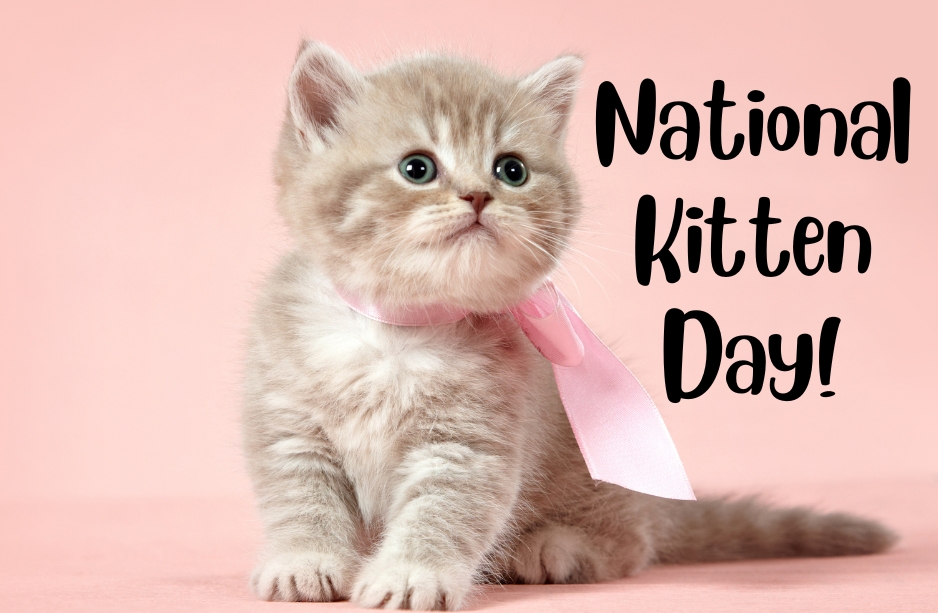 National Kitten Day 2025